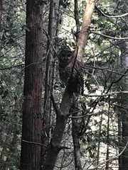 Strix occidentalis caurina