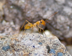 Myrmecocystus