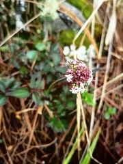 Valeriana oaxacana