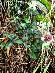 Valeriana oaxacana