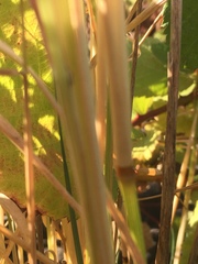 Arrhenatherum elatius