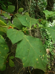 Solanum jamaicense