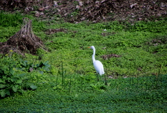 Ardea alba