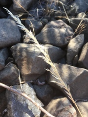 Arrhenatherum elatius