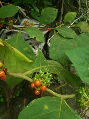 Solanum jamaicense