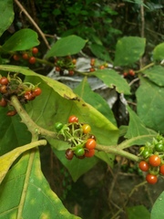 Solanum jamaicense