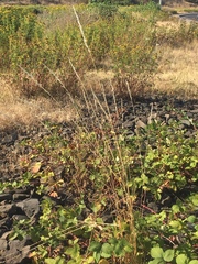 Arrhenatherum elatius