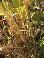 Arrhenatherum elatius