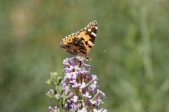 Vanessa cardui