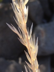 Arrhenatherum elatius