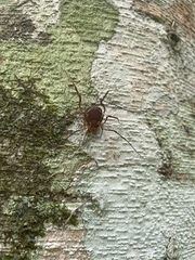 Erginulus roeweri