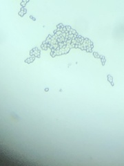 Tricholoma subannulatum