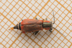 Clanoptilus rufus