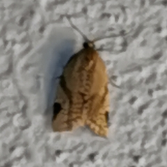 Paramesia gnomana