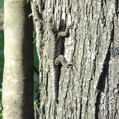 Tropidurus catalanensis