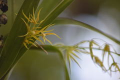 Prosthechea rhynchophora