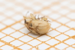 Corimalia tamarisci