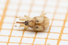 Corimalia tamarisci