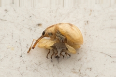 Corimalia tamarisci