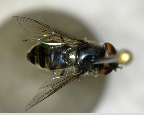iNaturalist observation photo of Hover Flies