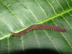 Oroperipatus eisenii