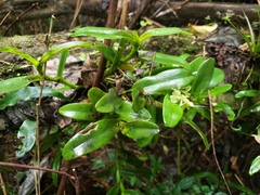 Epidendrum boricuarum