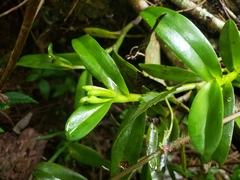 Epidendrum boricuarum