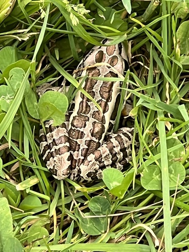 Pickerel Frog, photo 7 of 7