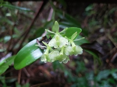 Epidendrum boricuarum