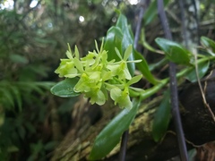 Epidendrum boricuarum