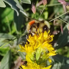 Bombus lapponicus