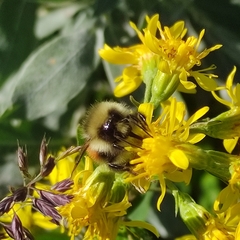 Bombus lapponicus