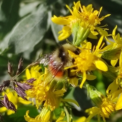 Bombus lapponicus