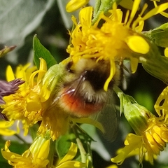 Bombus lapponicus