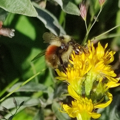 Bombus lapponicus