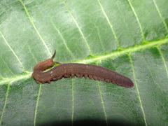 Oroperipatus eisenii