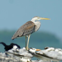 Ardea herodias occidentalis × wardi