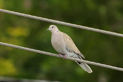 Streptopelia decaocto