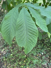 Asimina triloba