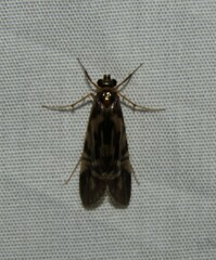 Macrostemum zebratum