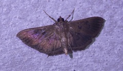 Microthyris prolongalis