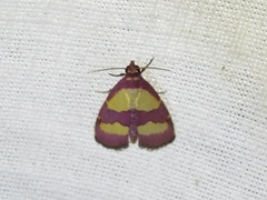 Phoenicophanta bicolor