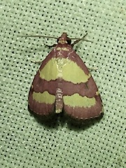Phoenicophanta bicolor