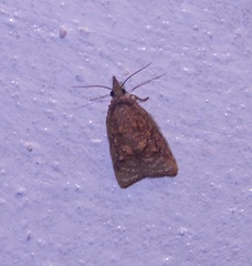 Platynota flavedana