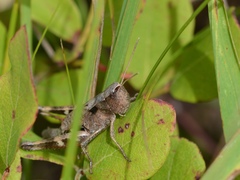 Chloealtis conspersa