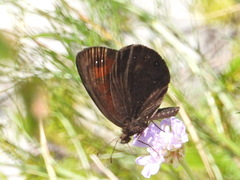 Erebia styx