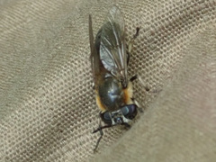 Heptatoma pellucens