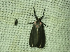 Haematomis uniformis