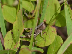 Chloealtis conspersa