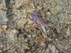 Sceliphron curvatum